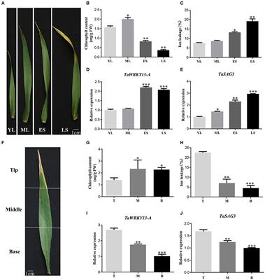 TaWRKY13-A Serves as a Mediator of Jasmonic Acid-Related Leaf Senescence by Modulating Jasmonic Acid Biosynthesis